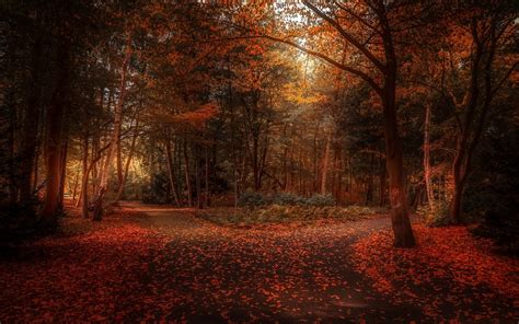 Wallpaper Sunlight Trees Landscape Forest Fall Leaves Nature