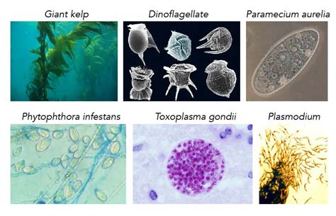 The Biological Classification Of Paramecium Name History And