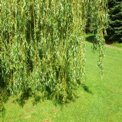 Salix X Sepulcralis Chrysocoma Golden Weeping Willow Trees