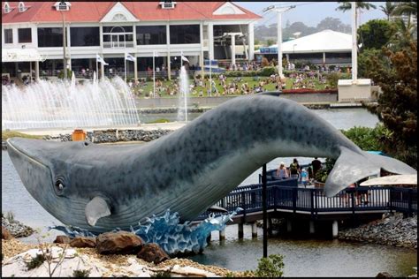 Facility Spotlight Sea World Gold Coast Australia Flippers And Feathers