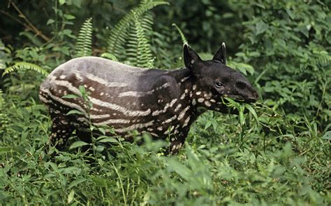 20 Elusive Animals To Spot Around The World Animals Baby Animals Tapir