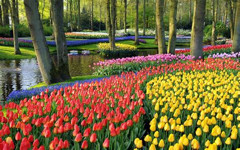 So, if you're looking for a wholesale supplier of flowers and plants from holland, look no further. The World's Greatest Flower Show - Holland in the Spring ...