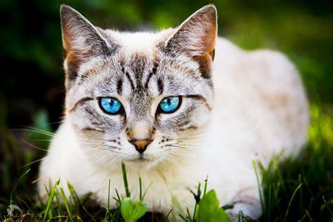 Blue Eyed Cat By Sergeik Cat With Blue Eyes Cats Blue Eyed Animals
