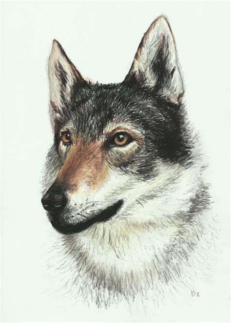 Czechoslovakian Wolfdog By Grees19 On Deviantart