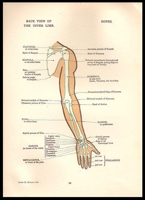 Anatomy Arm Bones Illustration Anatomical Diagrams By Paperink 795