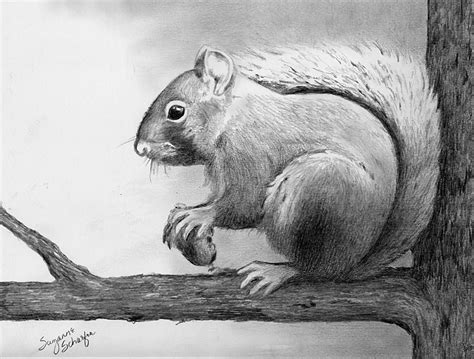 Squirrel Inspirational Drawings Pinterest Pencil Drawings