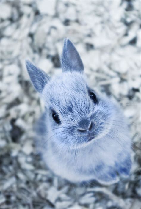 50 Cute Bunny Pictures Cute Bunny Pictures Cute Animals