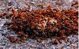 Photos of Fire Ants Sting