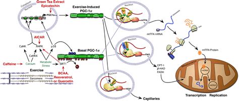 The biogenesis theory states that living things are produced from living things only and can be created in no other way. Frontiers | Utilizing small nutrient compounds as enhancers of exercise-induced mitochondrial ...