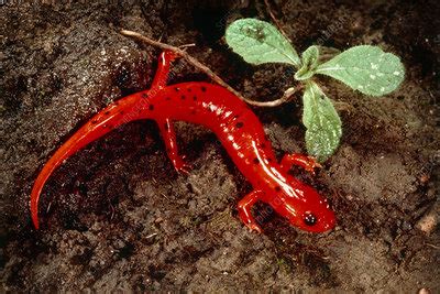 Mud Salamander Stock Image Z Science Photo Library