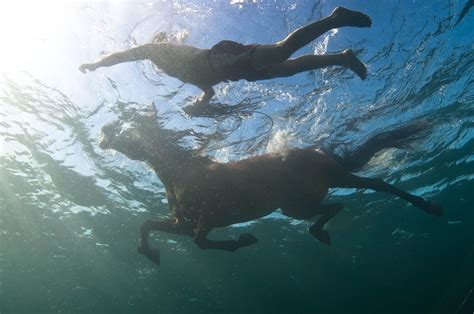 Photo By Kurt Arrigo Underwater Photos Horses Underwater Painting