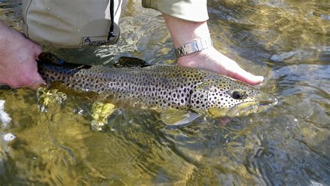 Calendar of Events — Panfish On The Fly
