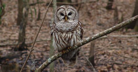 Barred Owls An Ever Watchful Eye