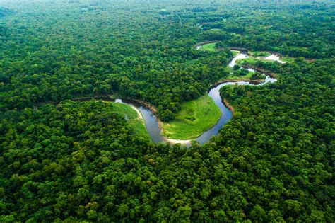 Bioma Amazônia Principais Características Clima Solo Vegetação