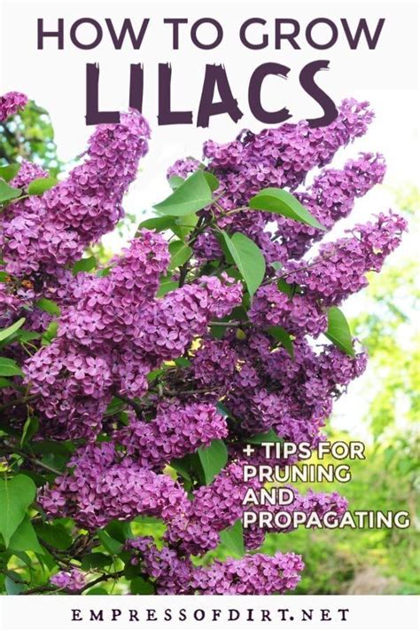 How To Grow Lilacs Care Prune Propagate Empress Of Dirt Lilac