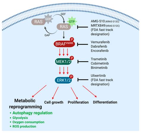 Cancers Free Full Text Autophagy Inhibition In Braf Driven Cancers