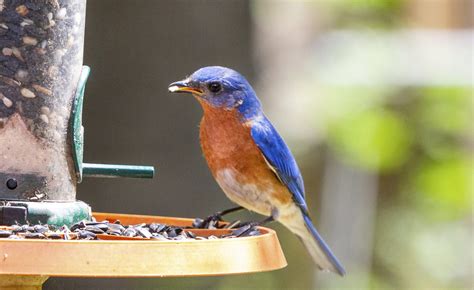 Eastern Bluebirds Alabama Cooperative Extension System