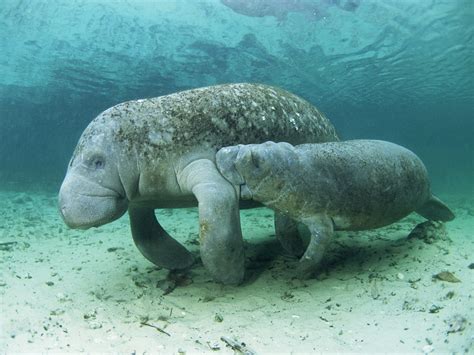 4 Manatee Hd Wallpapers Background Images Wallpaper Abyss