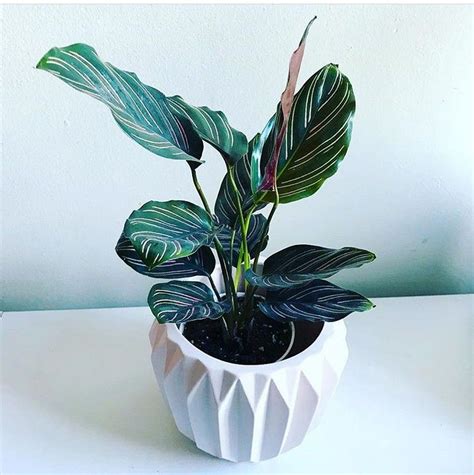 43 Amazing Looking Air Purifying Plants In Your Home Plants Air