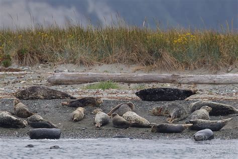 Harbor Seals Protection Island National Wildlife Refuge Washington