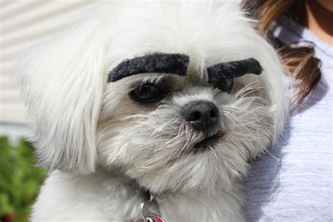 Why Do Dogs Have Long Eyebrows