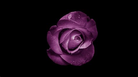 Download Wallpaper 3840x2160 Rose Bud Purple Drops