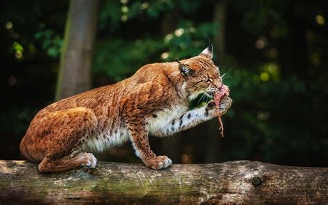 Nature Animals Lynx Feline Eating Wallpapers Hd Desktop And