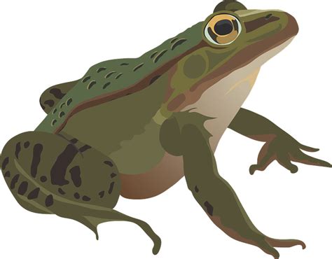 Frog Clipart Free Download Transparent Png Creazilla