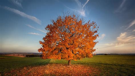 Tree Autumn Field Hd Nature 4k Wallpapers Images