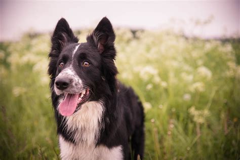 Dit Zijn De 6 Meest Gehoorzame Hondenrassen Blogbox