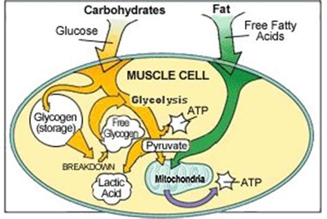 Most abundant organic compound in the plant world carbon associated with h2o molecules when the body doesn't need to use the glucose for energy, it stores it in the liver and muscles. Dangers of The Low Carb Diet | The Crest Fitness Club