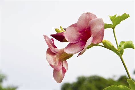 Differences Between Mandevilla And Dipladenia Plants Hunker Plants