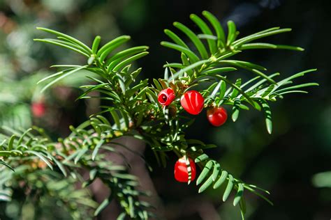 Growing The Japanese Yew In The Home Garden