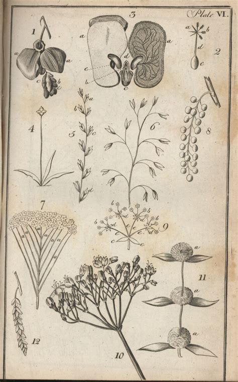 Botanical Anatomy Botanical Drawings Scientific Illustration