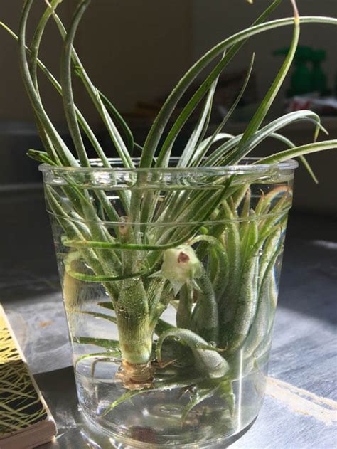 Complete Guide To Air Plants Tillandsia Our House Plants