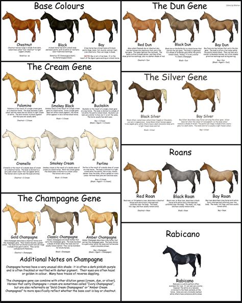 Horse Breeding Color Chart