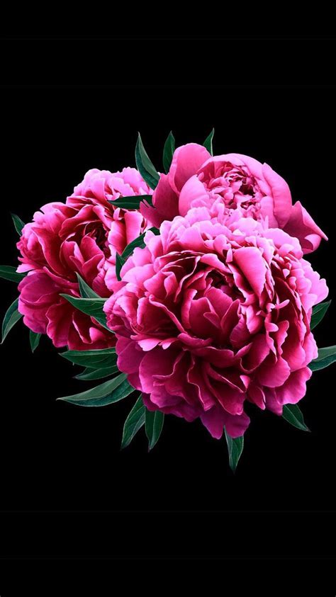 #red #bright red #backgrounds #iphone #phone backgrounds #phone #wallpapers #lockscreens #aesthetic #galaxy #roses #quote #android … #more humanoid but hopefully still freaky #and more. Black&bright background- Black&bright background Peonies on black background for your iPhone XS ...