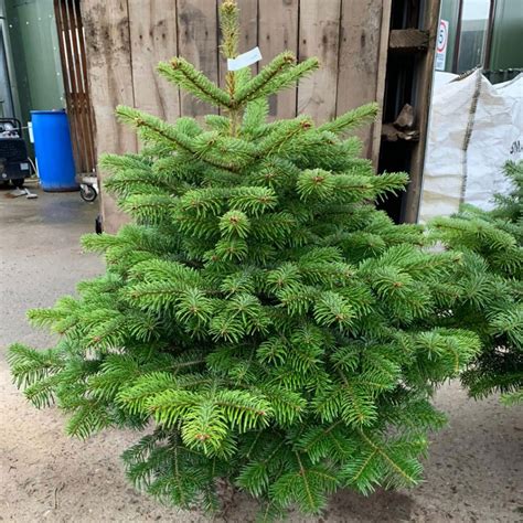 Pot Grown Nordman Fir Trinity Street Christmas Trees Dorset