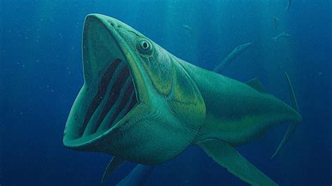 Prehistoric Megafish Ate Oceans Tiniest Critters Npr