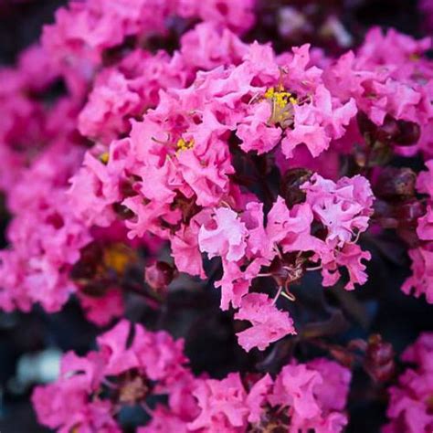 Shell Pink Black Diamond Crape Myrtles For Sale The
