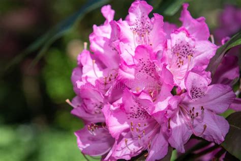 Pink Rhododendron Flowers Stock Image Image Of Ericaceae 246150703