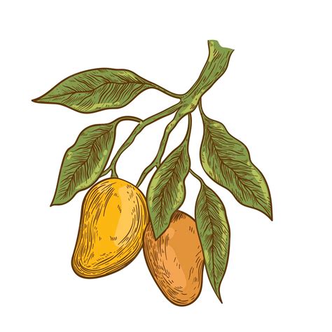 Free Vector Hand Drawn Botanical Mango Tree Branch With Fruits