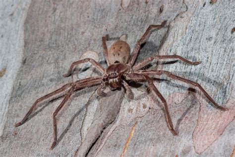 The 10 Most Venomous Spiders In Australia Images