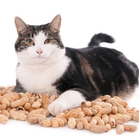 It is true that there are some very poisonous nuts out there and that eating them can seriously harm your cat. Can Cats Eat Peanuts? - Catster