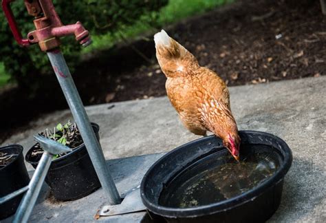 Salmonella Backyard Chickens Mississippi Among States In Outbreak