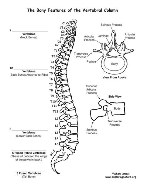 Backbone Vertebral Column Labeling Page Anatomy Coloring Book