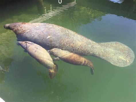 Orphaned Twin Manatees Released Back Into Florida Keys Waters