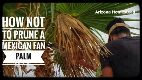 How Not To Prune Mexican Fan Palms Youtube