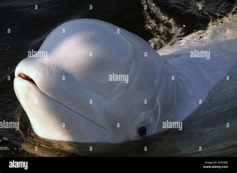 Portrait Of Beluga Whale White Whale Delphinapterus Leucas In White