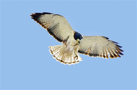 Short Tailed Hawk Audubon Field Guide